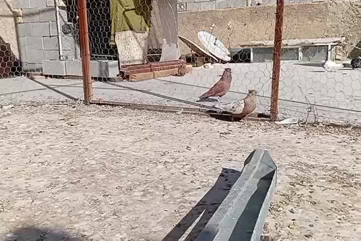 کفتر ماده سینه|پرنده|شیراز, قلعه نو|دیوار