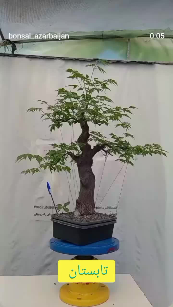 بونسای درخت زیتون تلخ|گل و گیاه طبیعی|تهران, دولاب|دیوار