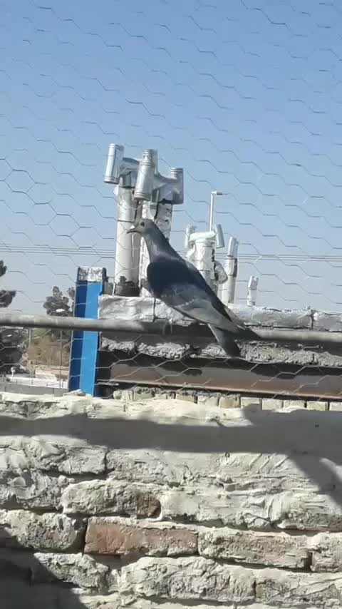 کبوتر چاپی ماده وحشی|پرنده|خواف, |دیوار