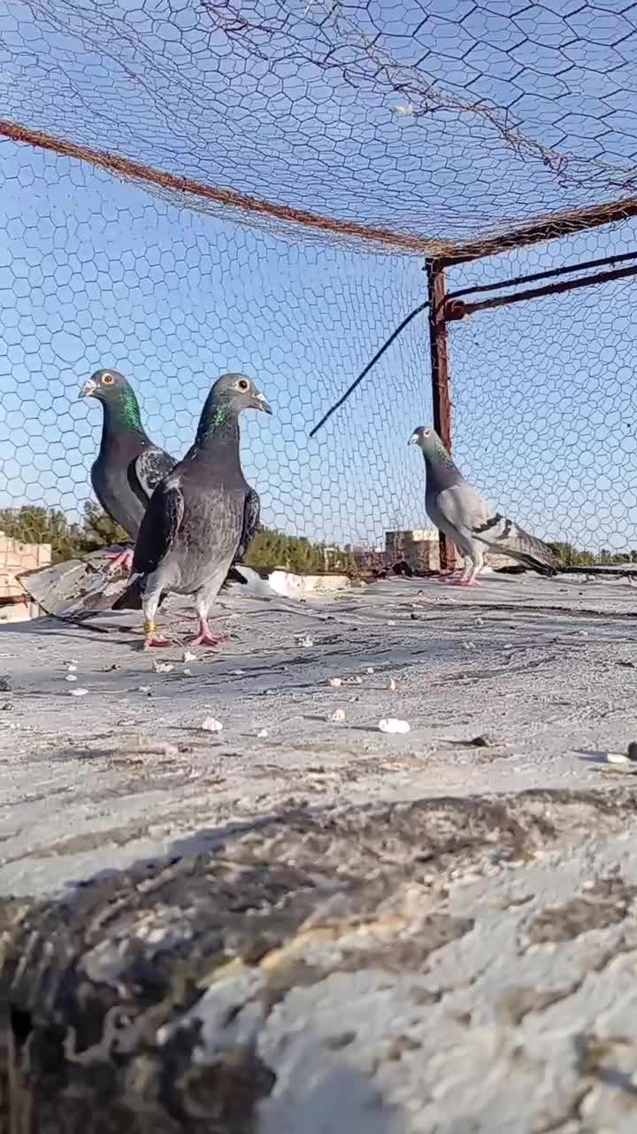 مسافتی|حیوانات|بیرجند, |دیوار