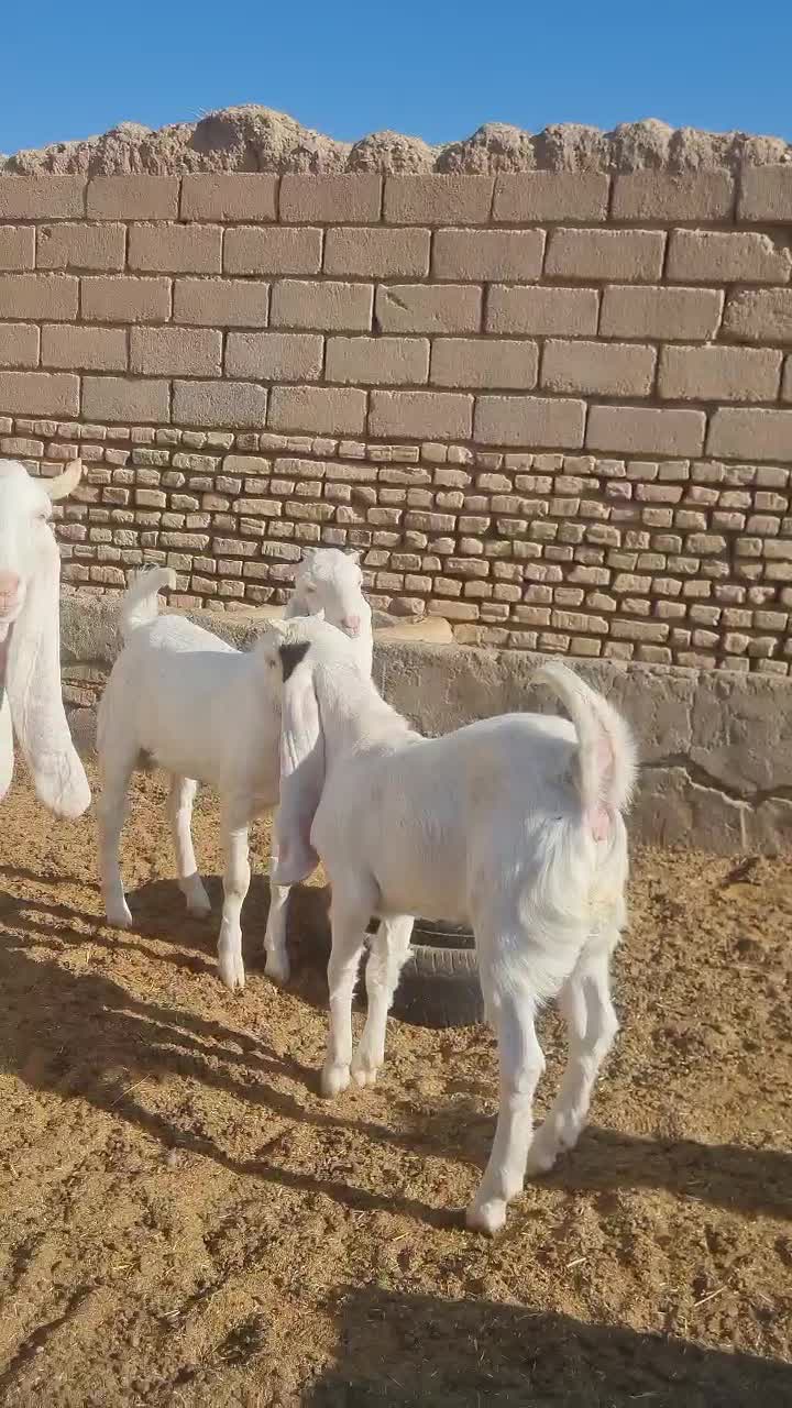 بزگلابی اصیل|حیوانات مزرعه|تربت جام, والفجر|دیوار