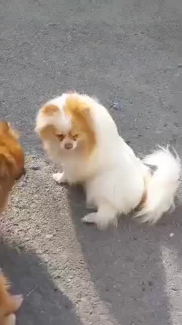 ماده پامر خرسی حامله شکم پر|سگ|اصفهان, بهارستان|دیوار