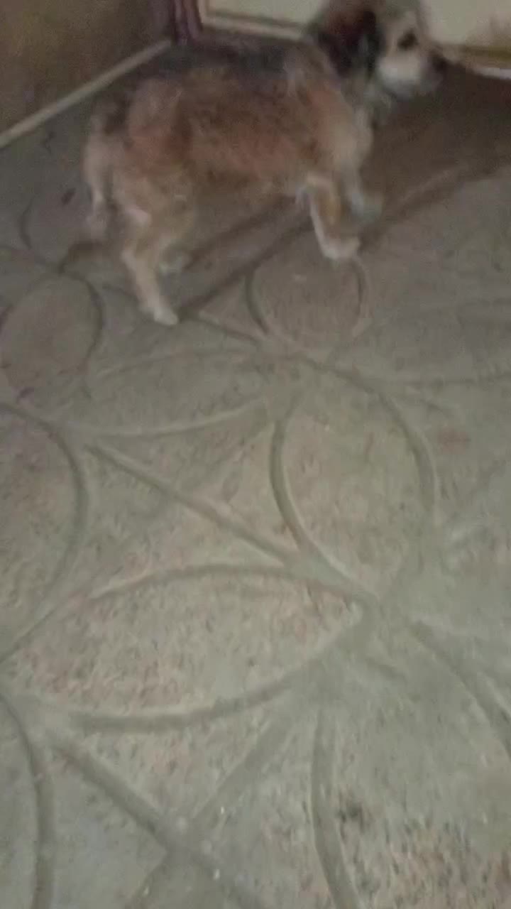 سگ‌ پا کوتاه نژاد دار ....نژاد تریر|سگ|بافت, |دیوار