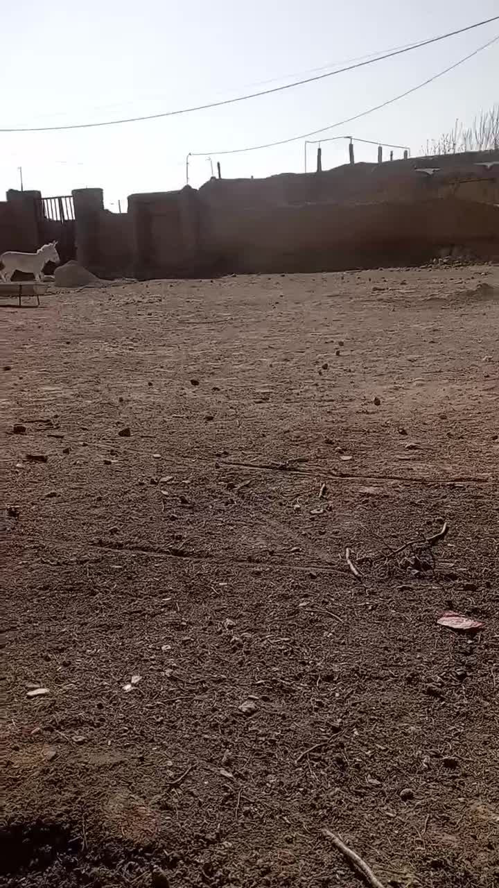 خر نر|حیوانات مزرعه|شیروان (خراسان), |دیوار