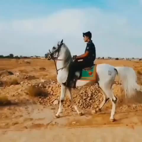 اسب|اسب و تجهیزات اسبسواری|اردبیل, |دیوار