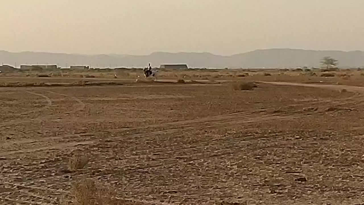 اسب مادیون|اسب و تجهیزات اسبسواری|بندر گناوه, |دیوار