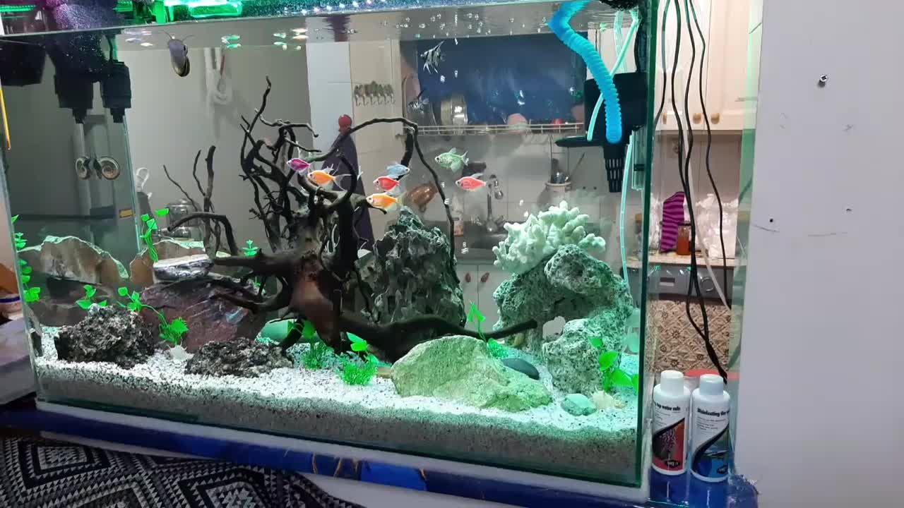 اکواریوم حرفه ای|ماهی|زنجان, |دیوار