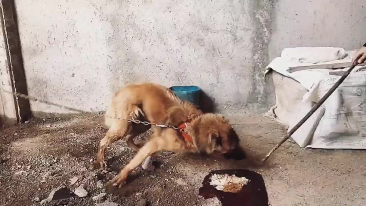 سگ نر|سگ|اسدآباد, |دیوار