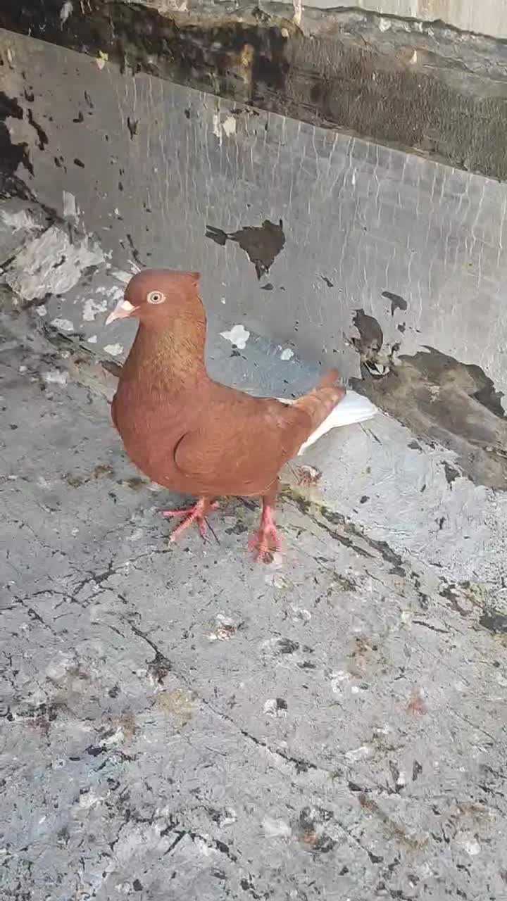 دم سفید ماده|پرنده|بندر ماهشهر, |دیوار