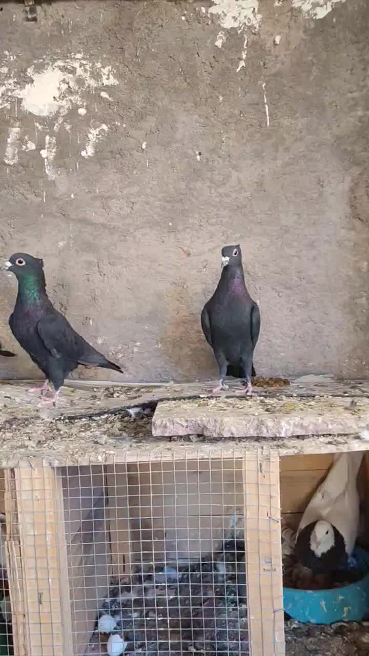 کبوتر|پرنده|بم, |دیوار