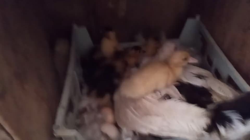 جوجه اردک مسکویی|حیوانات مزرعه|هشتگرد, تهران دشت|دیوار