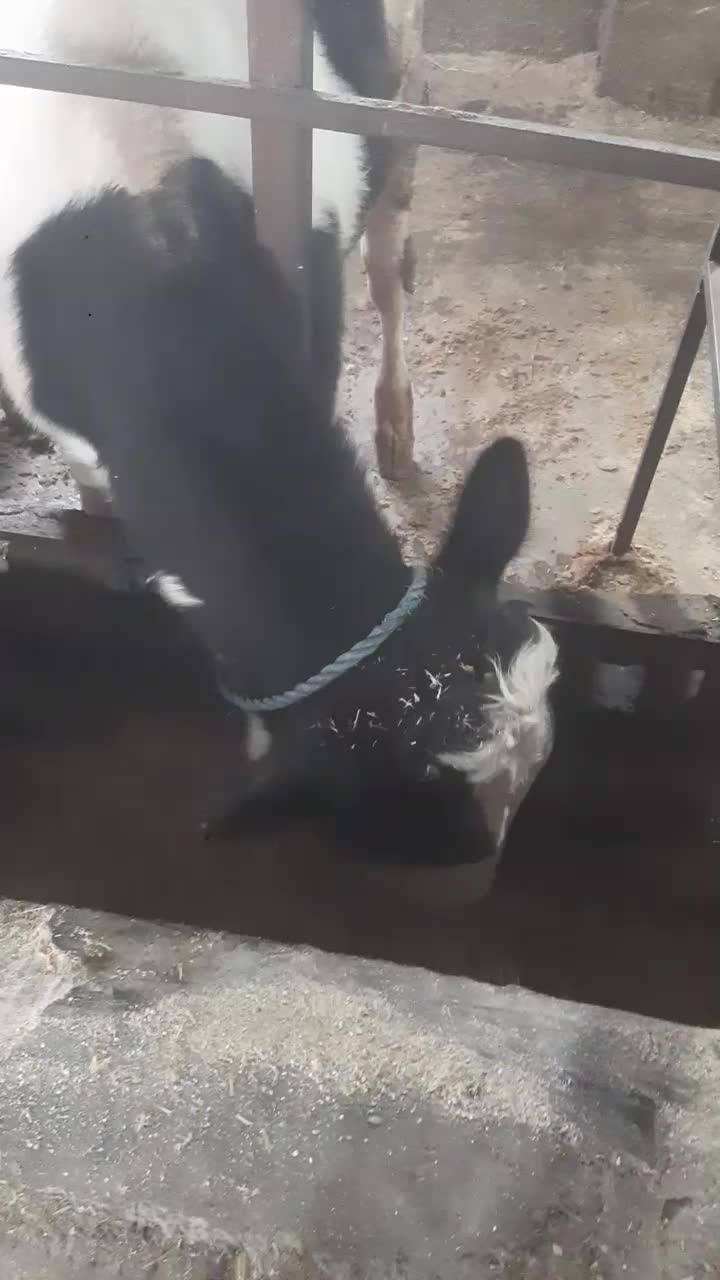 گاو‌گوساله نر اصیل|حیوانات مزرعه|صومعه‌سرا, |دیوار