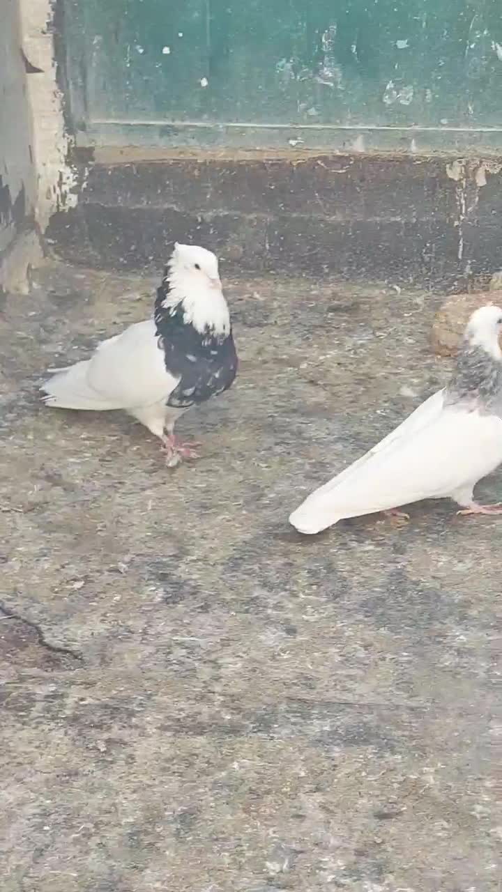 طوقی|پرنده|سقز, |دیوار