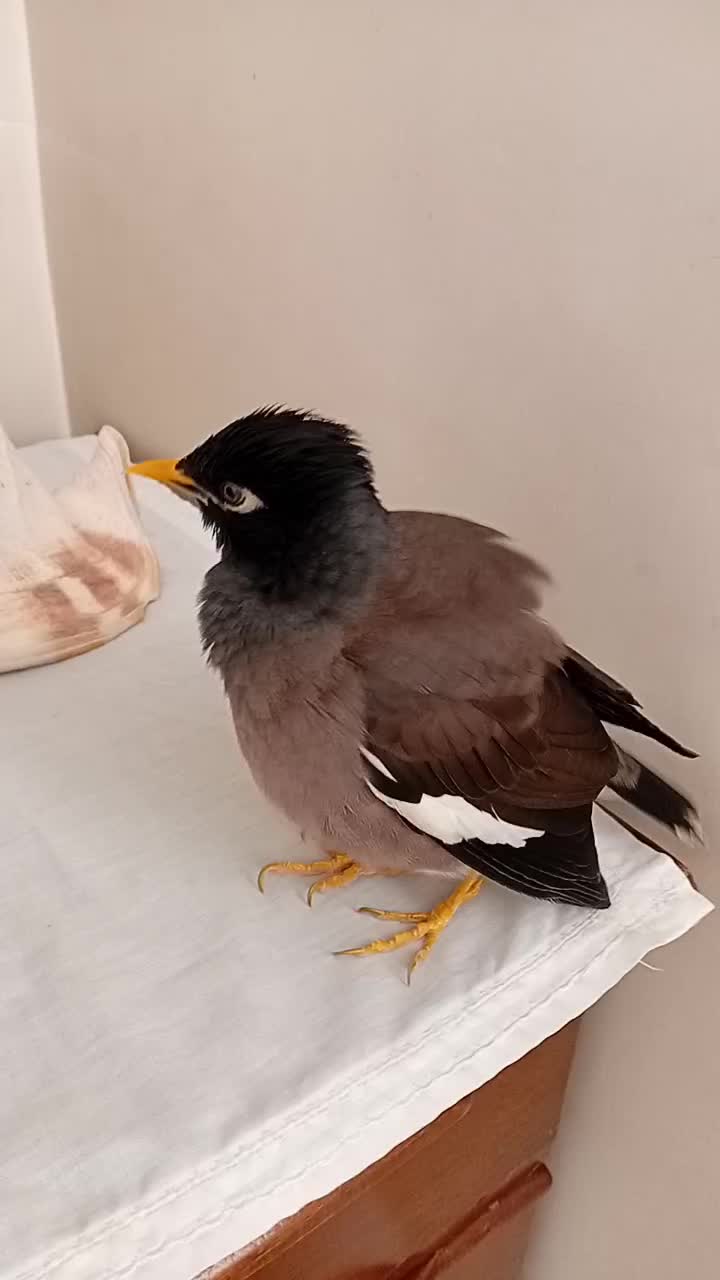 مرغ مینا|پرنده|محمدشهر, محمدشهر|دیوار