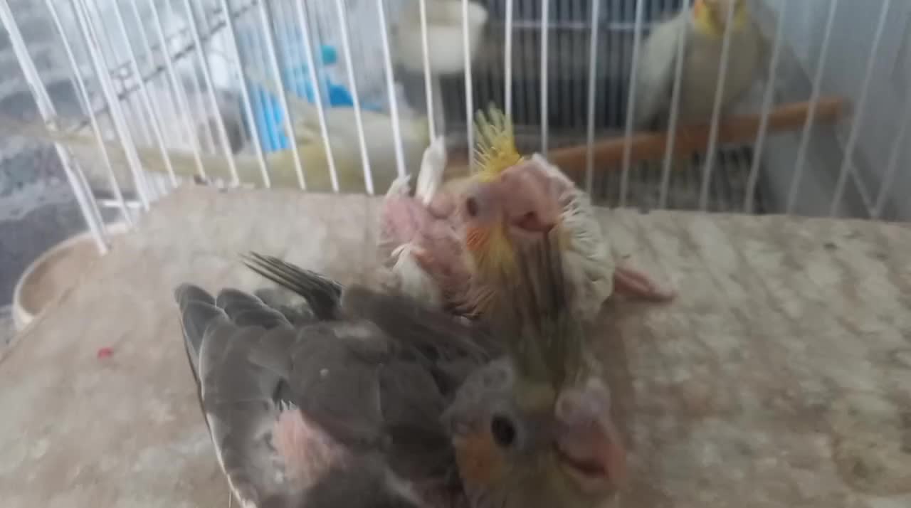 جوجه سرلاکی عروس هلندی|پرنده|قشم, |دیوار