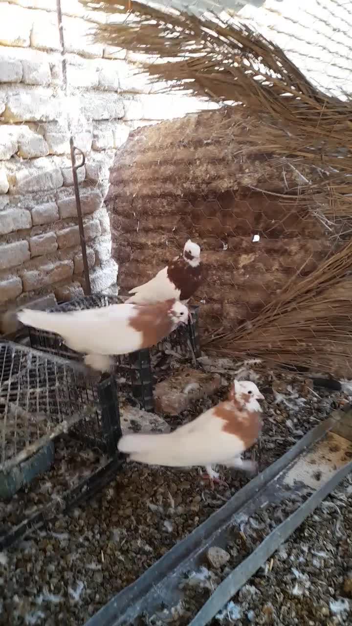 طوقی|پرنده|شیبکوه (فارس), |دیوار