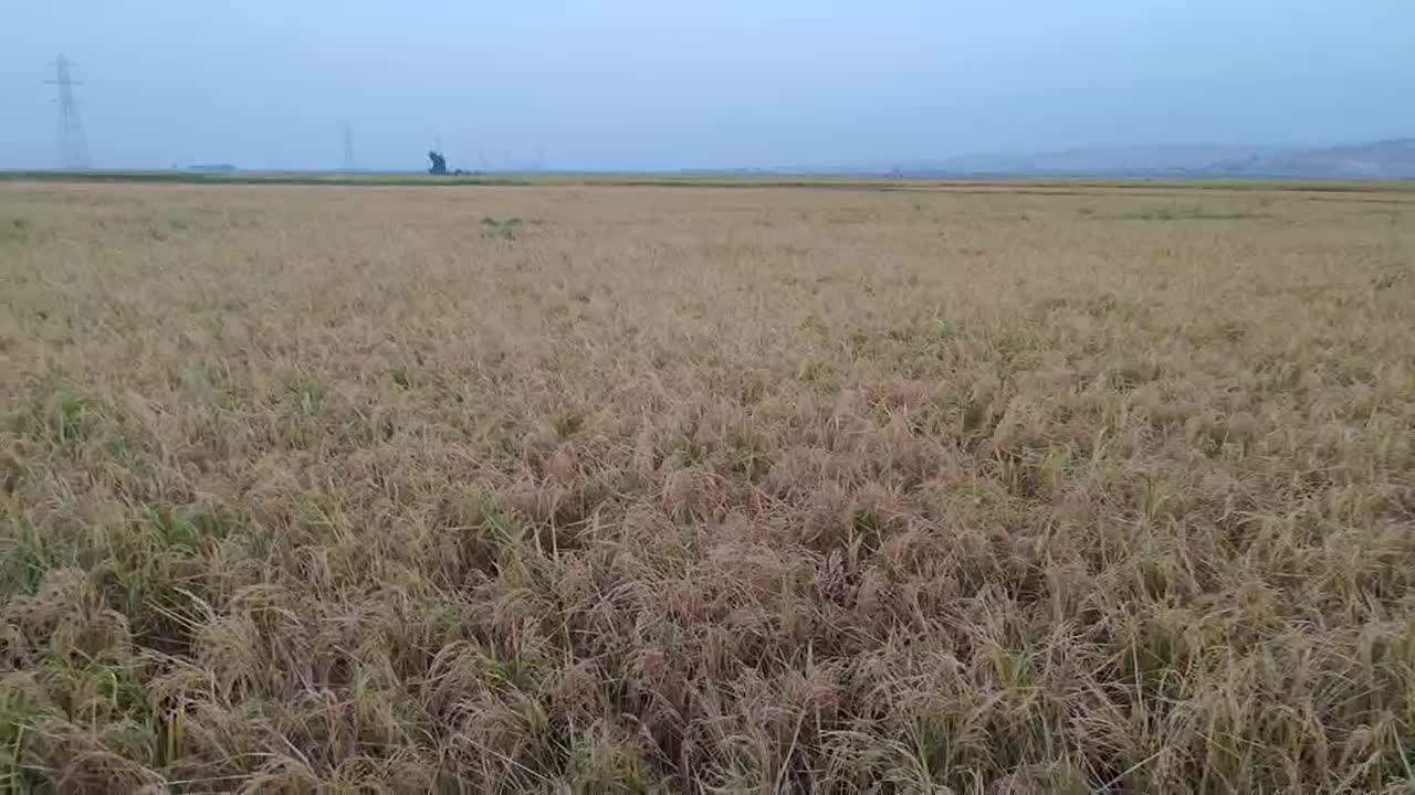 چلتوک طارم محلی|خدمات باغبانی و درختکاری|دره شهر, |دیوار