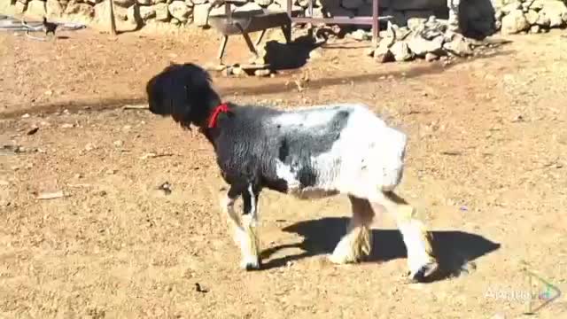 بره ماده قوچ خورده|حیوانات مزرعه|کامفیروز, |دیوار