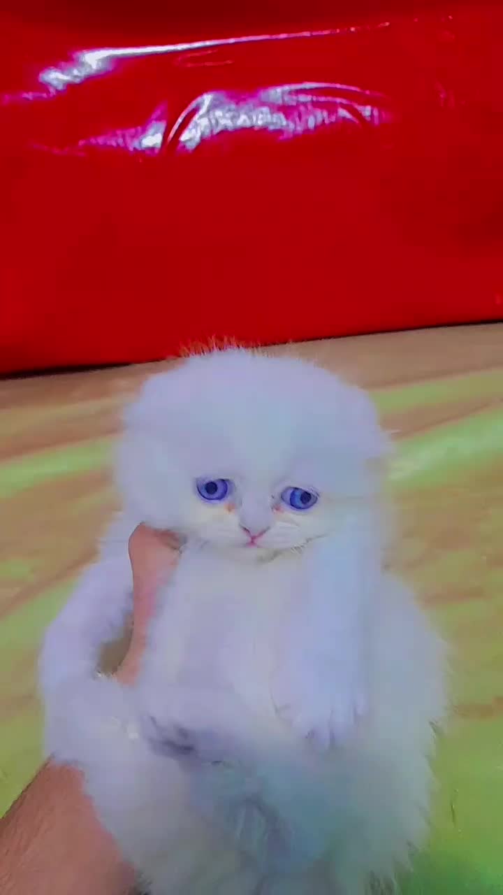 گربه هایی با نژادهای لوکس و اصیل A.F|گربه|تبریز, |دیوار