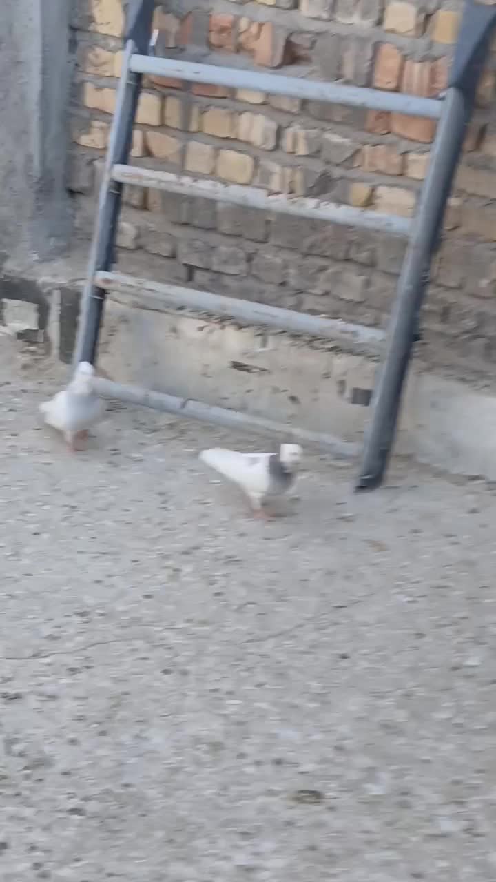 کبوترطوقیابی|پرنده|قم, قلعه کامکار|دیوار