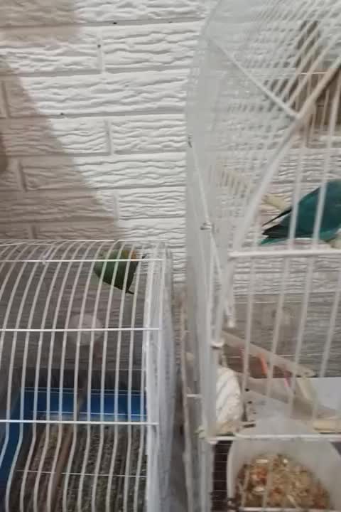 طوطی برزیلی|پرنده|رشت, سعدی (تختی)|دیوار