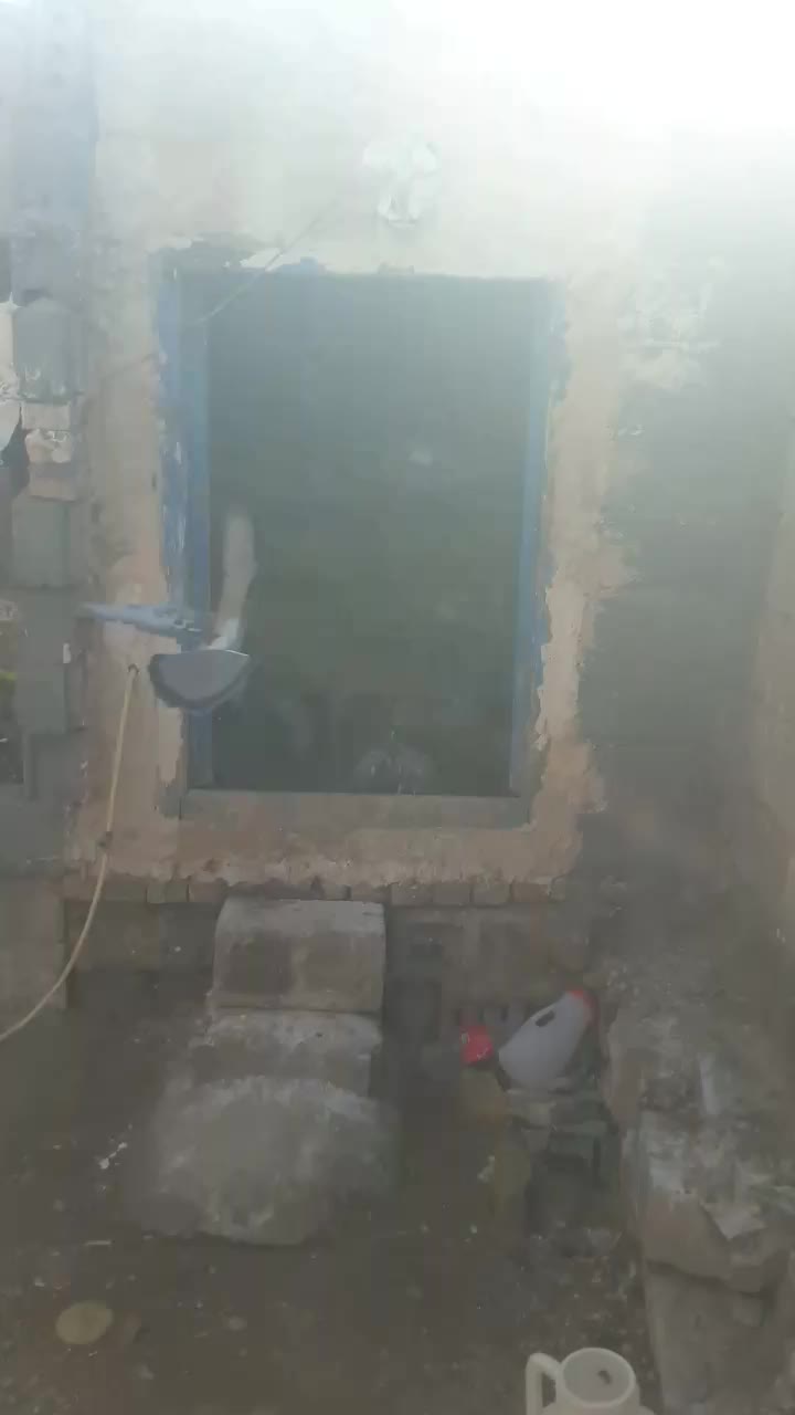 سالم و سرحال|پرنده|لیلان, |دیوار