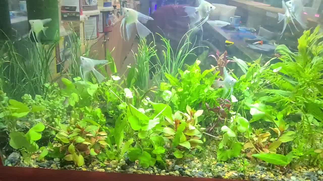 اکواریوم ماهی اب شور دیسکس ابشور انجل گوپی|ماهی|شیراز, گود عربان|دیوار