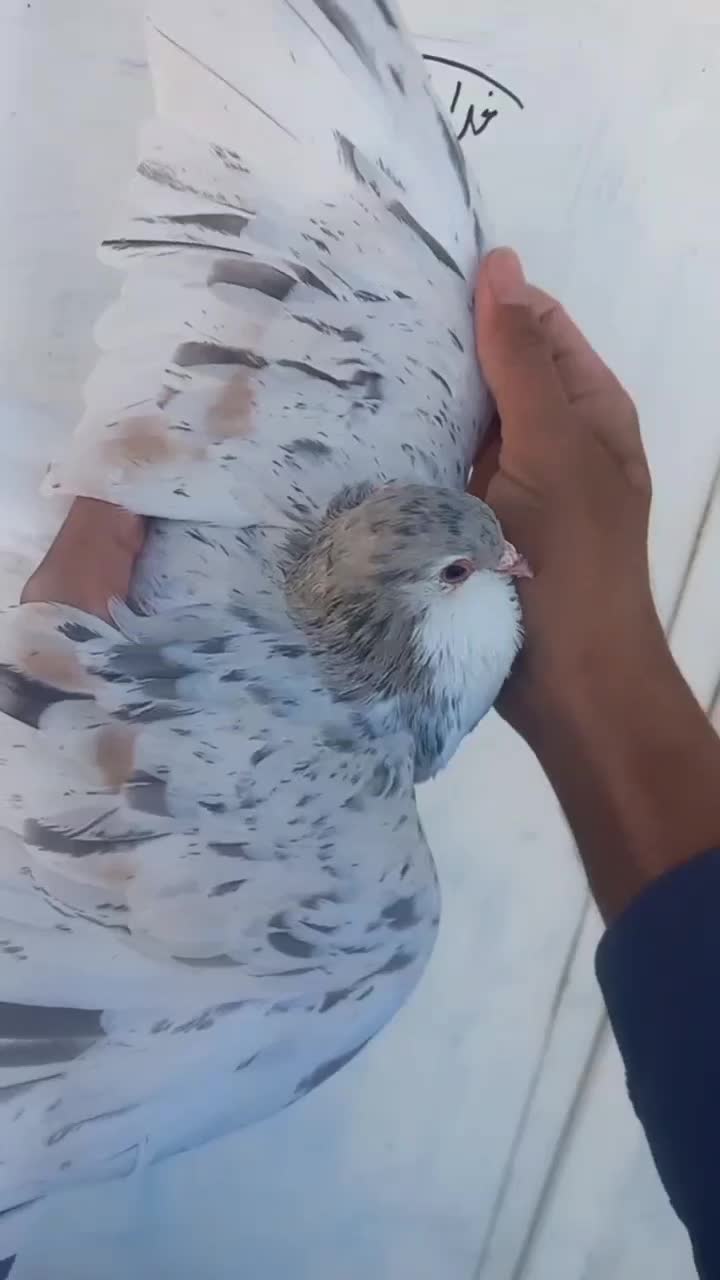 ساده هفرنگ گمشده|اشیا|مشهد, شهید بهشتی|دیوار