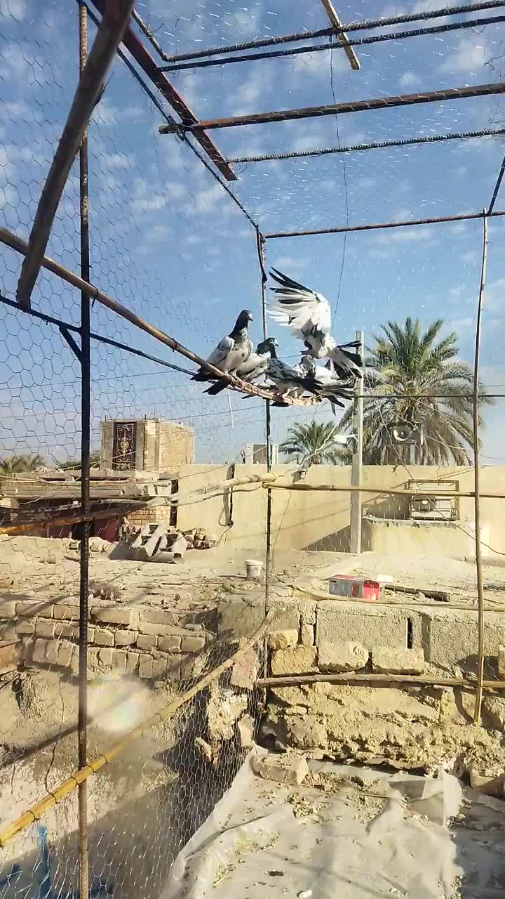 کبوتر جوجه تیدی|پرنده|ایرانشهر, |دیوار