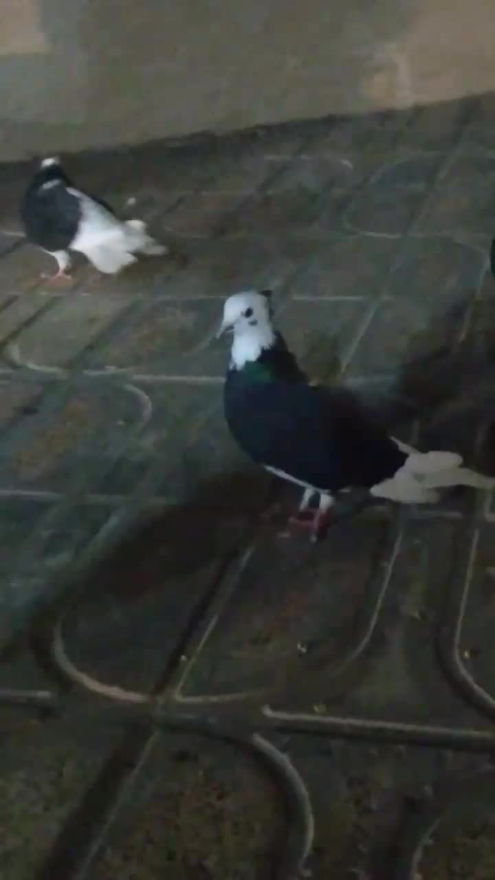 یه ۱۰تا۱۲ کفتر خوب رنگی هوای زیر قیمت معاوضه|پرنده|محمدشهر, محمدشهر|دیوار