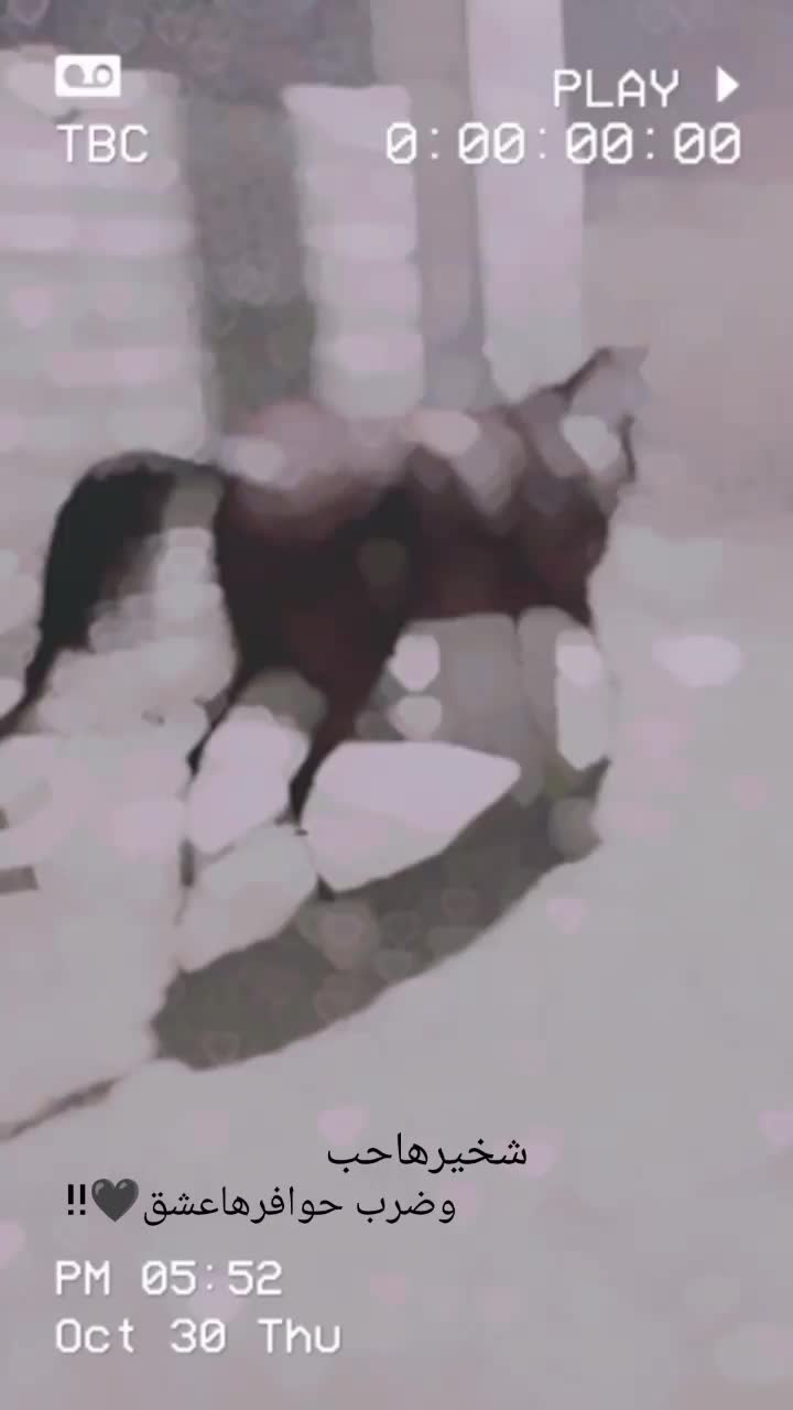 اسبنریانعربیکسر|اسب و تجهیزات اسبسواری|میناب, |دیوار