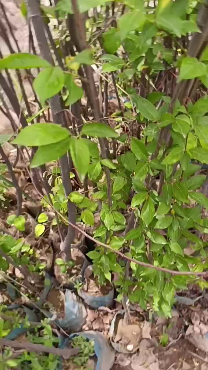 نهال های به اصفهان اصلاح شده امکان پرداخت در محل|خدمات باغبانی و درختکاری|اصفهان, باغ زیار|دیوار