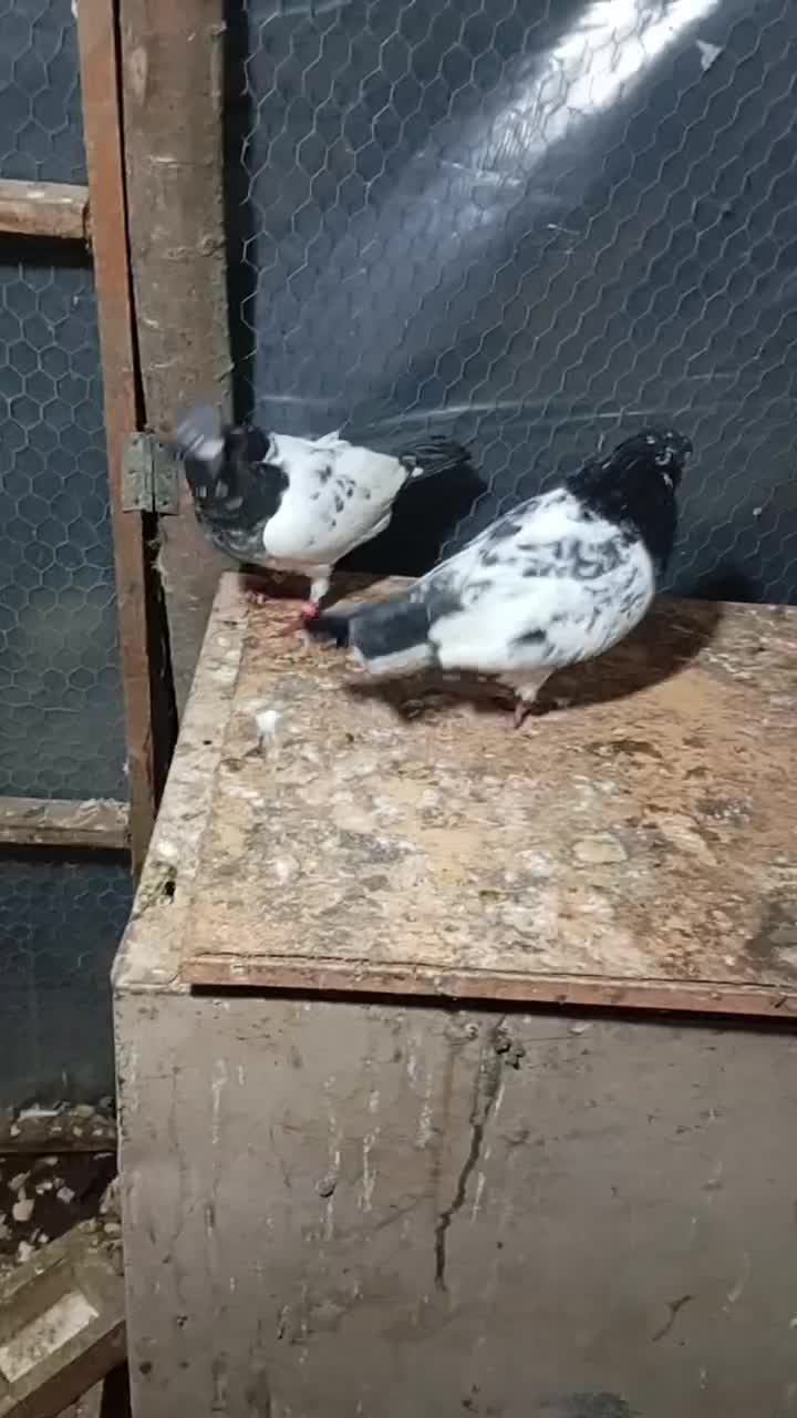 کبوتر|پرنده|رشت, حومه رشت|دیوار