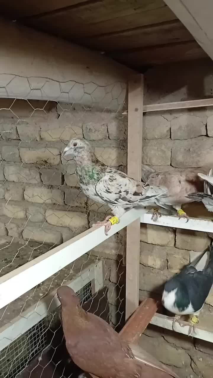 پرنده|پرنده|ضیاء آباد, |دیوار