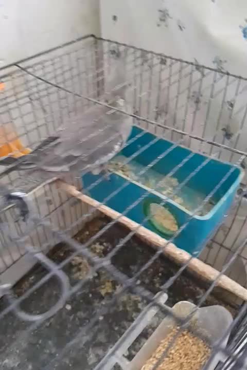 عروس هلندی|پرنده|ازنا, |دیوار