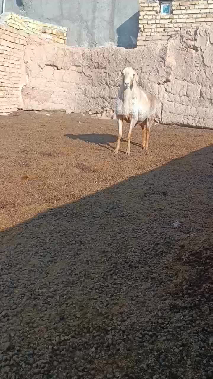 قوچ‌ افغان|حیوانات مزرعه|بشاریات, |دیوار