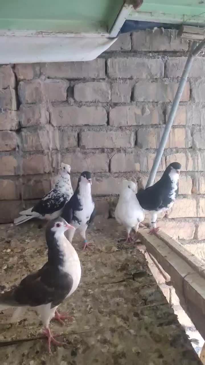 کبوتر اصیل|پرنده|سامان, |دیوار