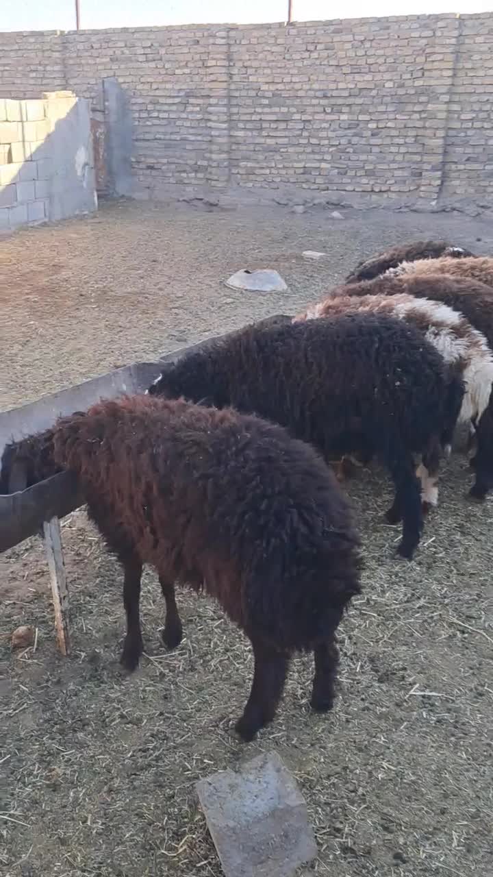 بره نر پای پروار|حیوانات مزرعه|سبزوار, قصبه غربی|دیوار