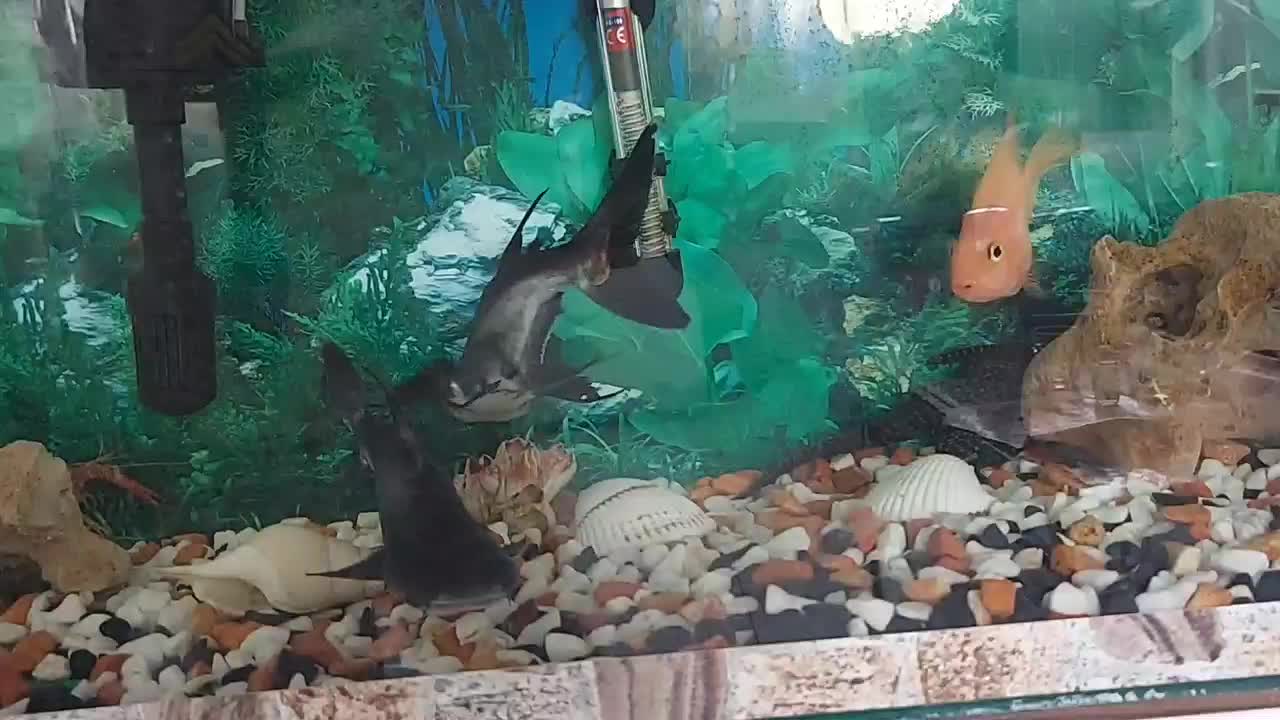 ماهی گرین ترور و پرت|ماهی|قزوین, |دیوار