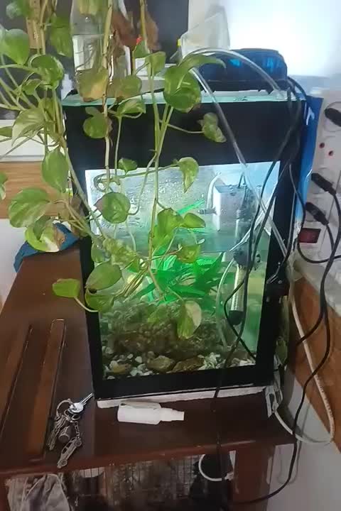 اکفاریم|ماهی|قم, علی آباد سعدگان|دیوار