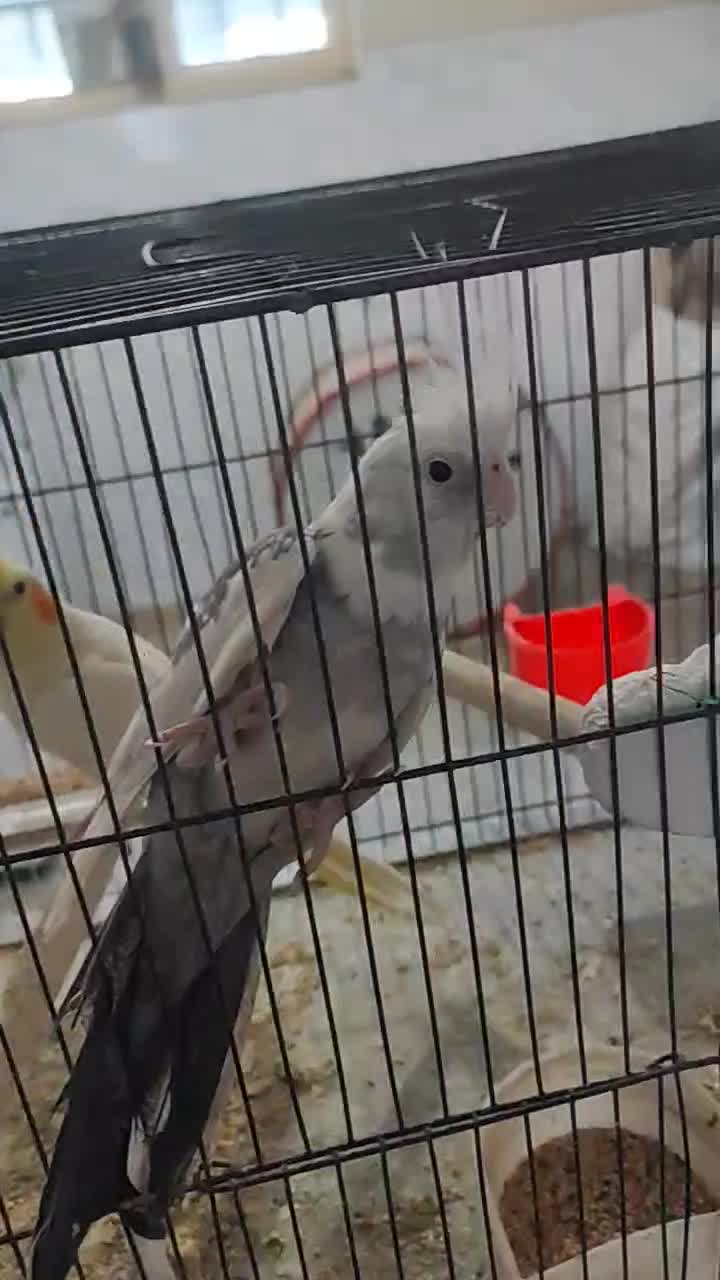 جفت عروس هلندی 6 تخم|پرنده|دورود, |دیوار