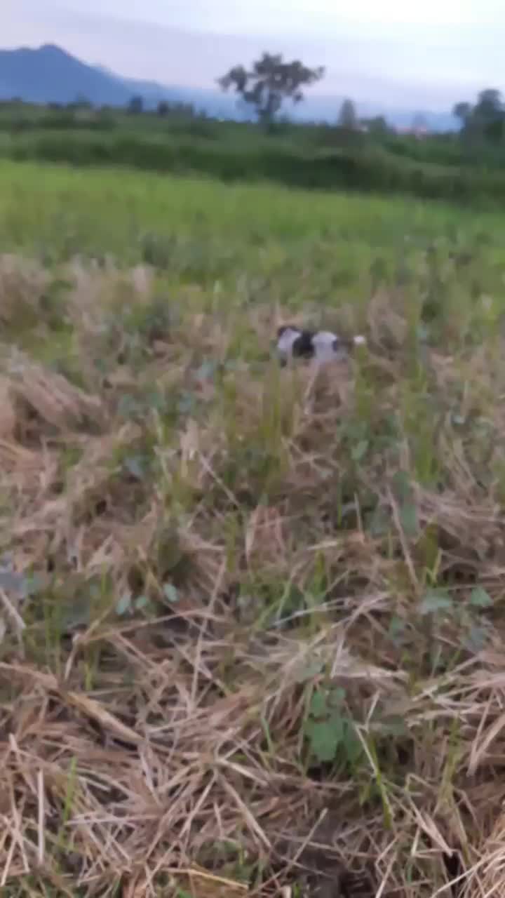 واگذاری پینتر آلمان شکاری|سگ|صومعهسرا, |دیوار