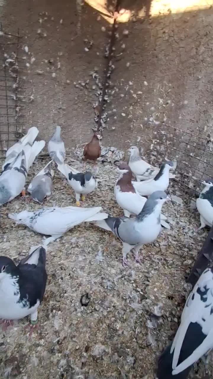 کبوتر رنگی|پرنده|تاکستان, |دیوار