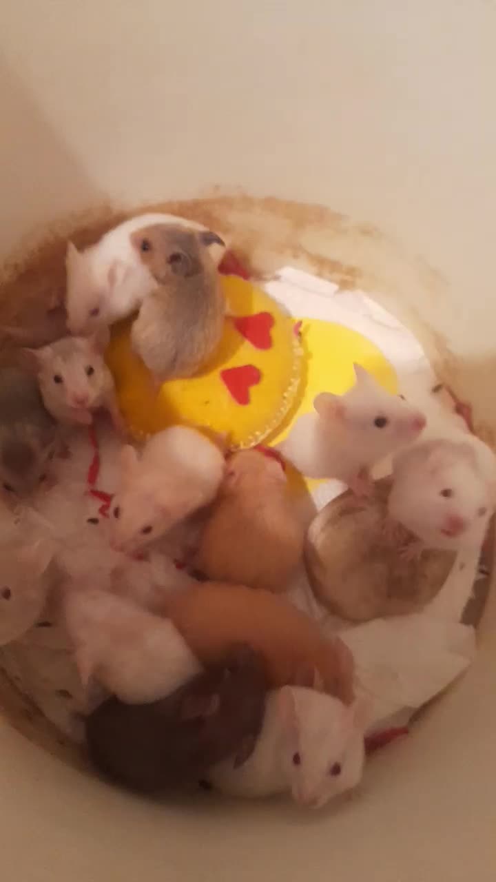 همستر سوری|موش و خرگوش|قم, پشت انبار نفت|دیوار