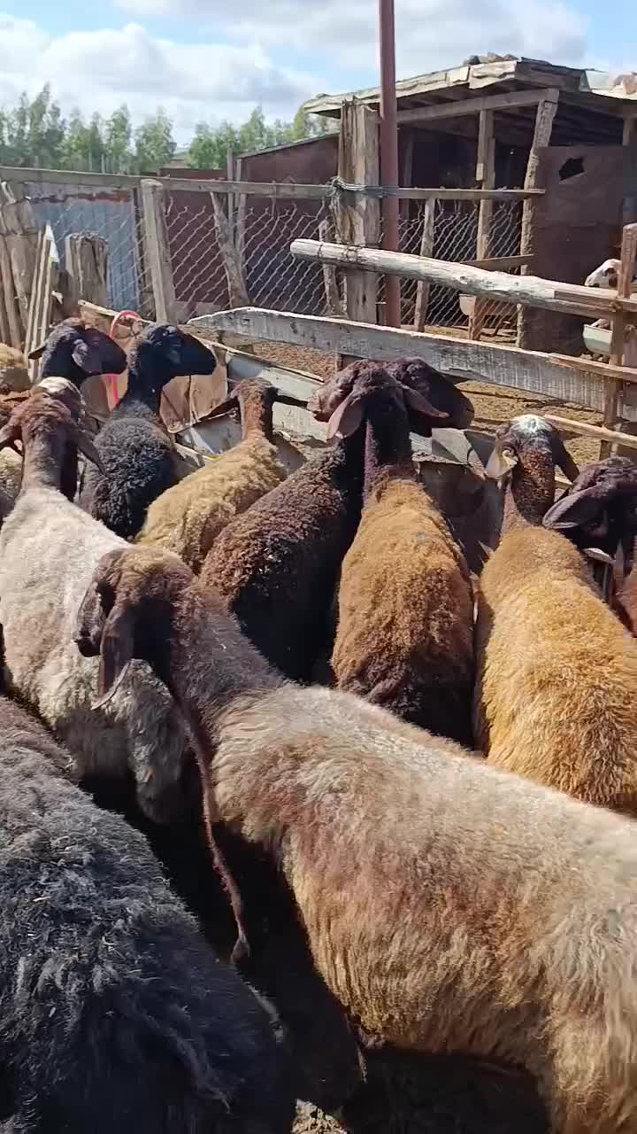 38راس گوسفند آبستن سنگین سونوگرافی|حیوانات مزرعه|سیمین شهر, |دیوار