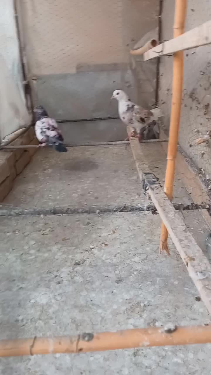 ۳ عدد کبوتر گرفتنی رو ۷طبقه بسیار زیبا|پرنده|تهران, دکتر هوشیار|دیوار