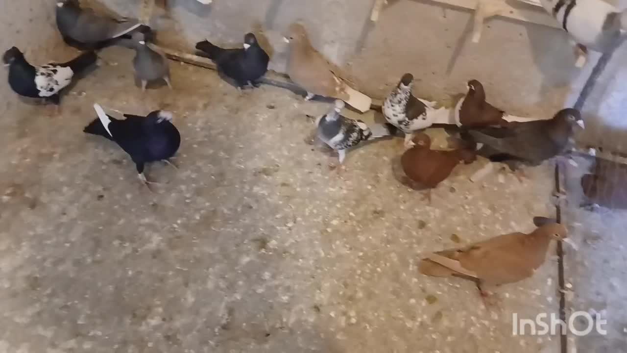 کبوتر ماده|پرنده|شیراز, شهرک مهدیه|دیوار