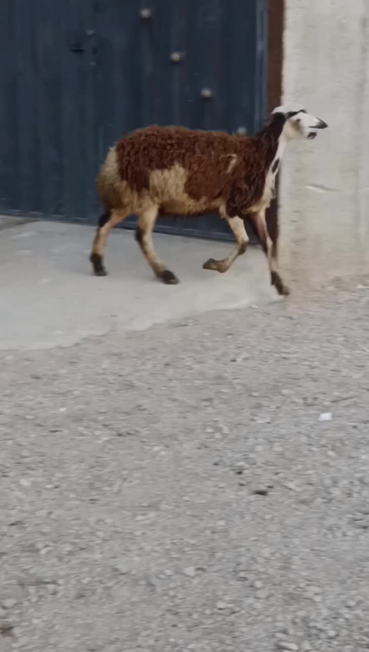 بره ماده پلنگی|حیوانات مزرعه|بروجرد, |دیوار