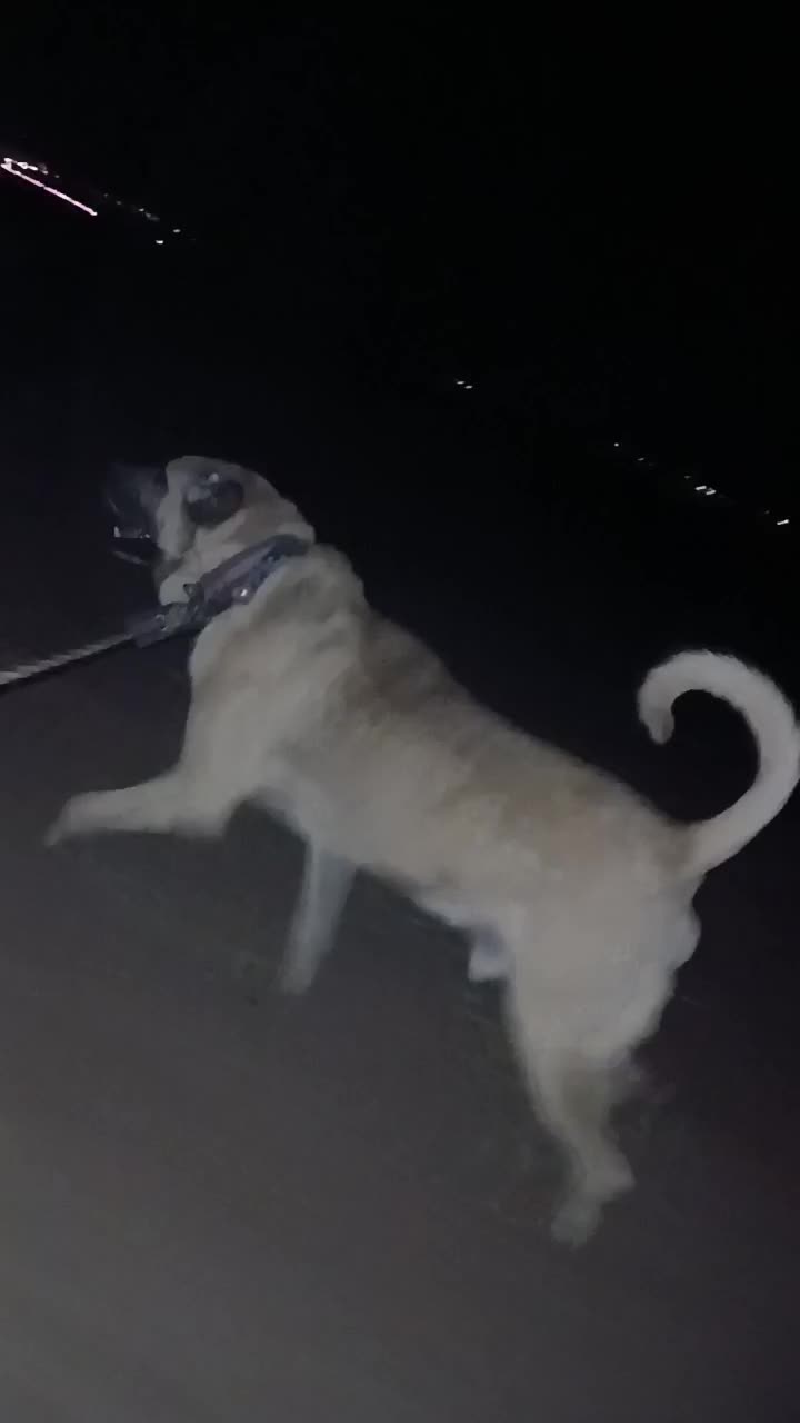 واگذاری سگ سرابی|سگ|اردبیل, |دیوار