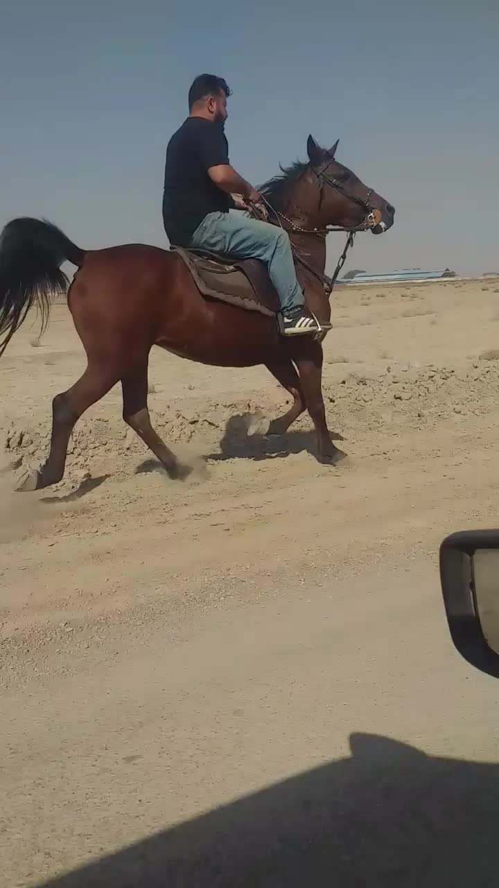 مادیون کره ولیهددوازده امامی|اسب و تجهیزات اسبسواری|اصفهان, حصه جنوبی|دیوار